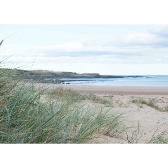 Wood Sage & Sea Salt - Fragrance Oil