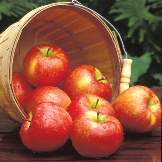 Apple & Honeycrisp - Fragrance Oil