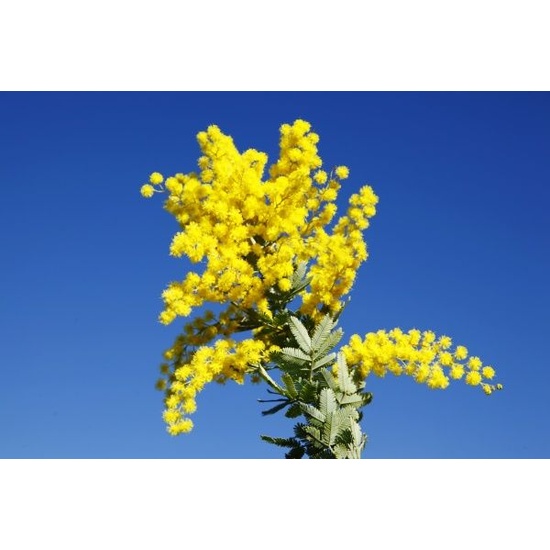 Australian Wattle - Fragrance Oil