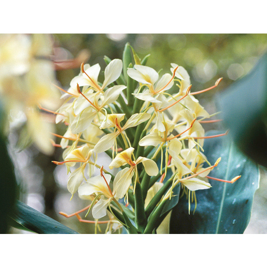 Ginger Lily - Fragrance Oil