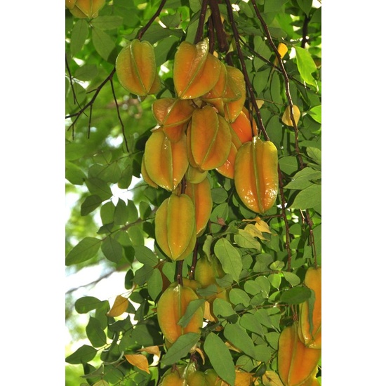 Hibiscus Starfruit - Fragrance Oil (250ml)