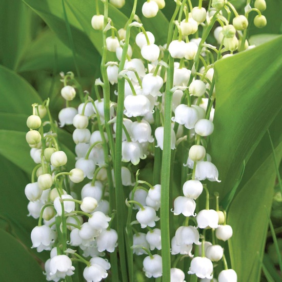 Lily of the Valley - Fragrance Oil