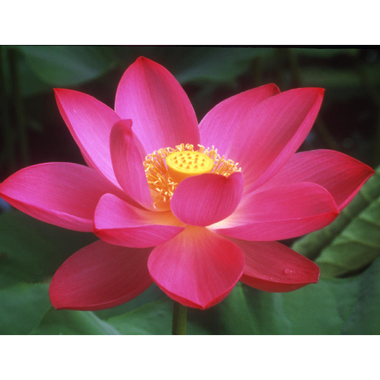 Lotus Blossom - Fragrance Oil