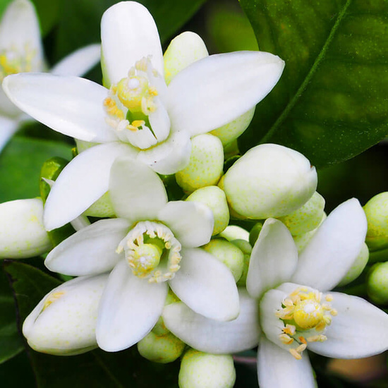 Neroli & White Musk - Fragrance Oil