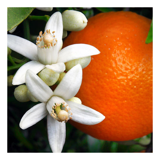Orange Flower & Coconut - Fragrance Oil (55ml)
