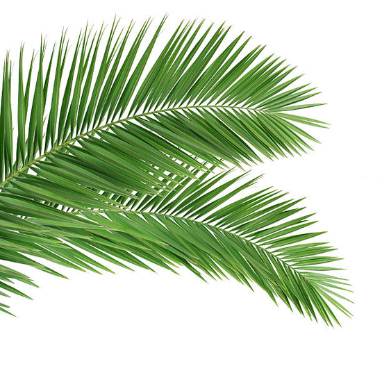 Palm Leaf & Jasmine - Fragrance Oil