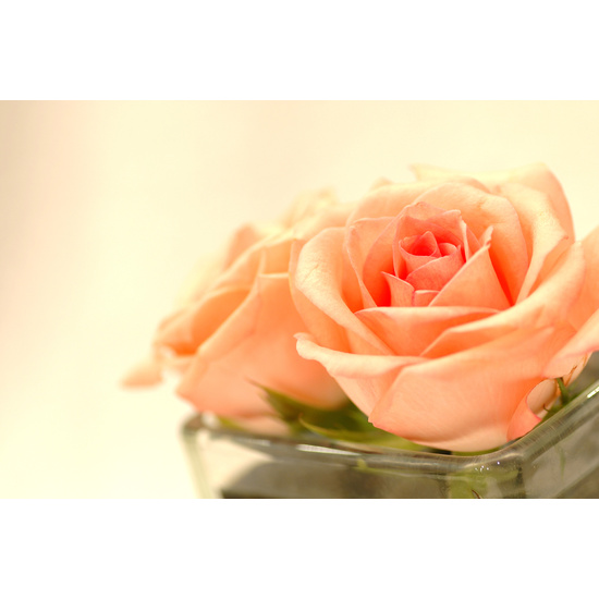 Peach Flower & Linen - Fragrance Oil