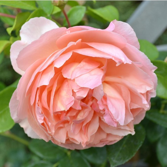 Peony Blossom & Peach Nectar - Fragrance Oil (250ml)