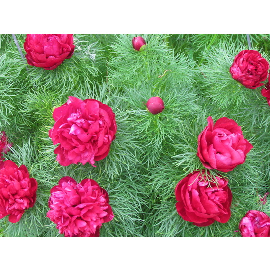 Peony Fern - Fragrance Oil (250ml)
