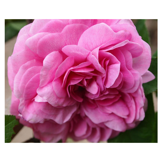 Persian Rose - Fragrance Oil (250ml)