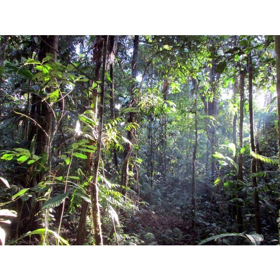 Rainforest - Fragrance Oil