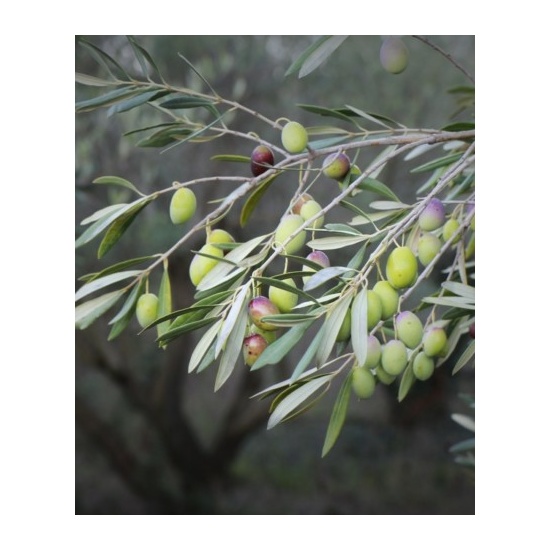 Thyme & Olive Leaf - Soy Wax Melts